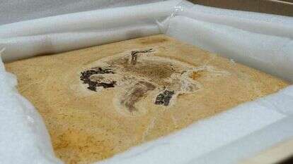 מאובן הדינוזאור שנגנב. | AFP PHOTO / MCTI / Raul VASCONCELOS"