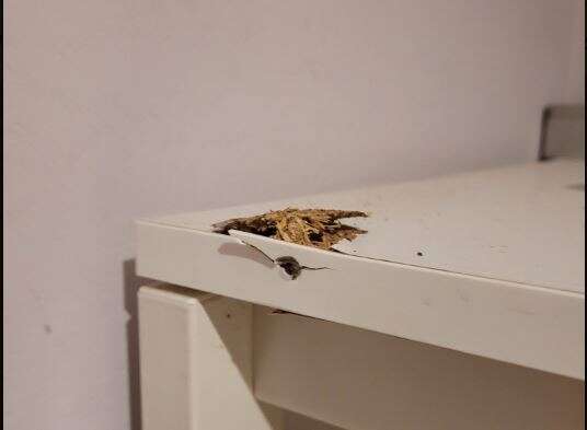 קליע חדר לביתה של העיתונאית עפרה לקס. באדיבות המצלמת