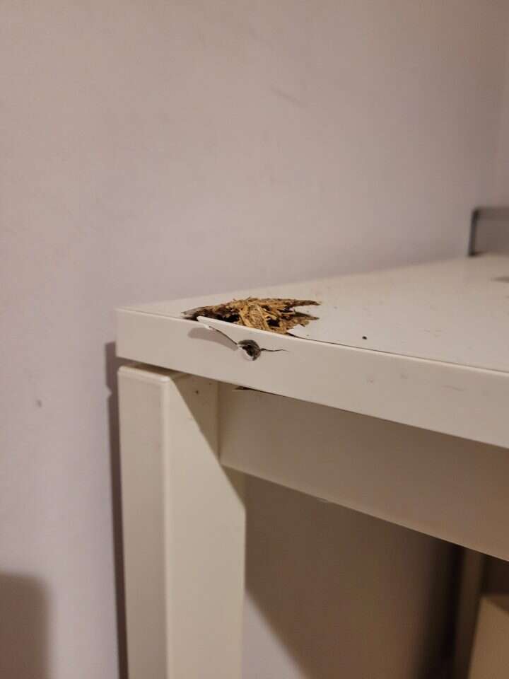 נזקי הירי בביתה של עפרה לקס.