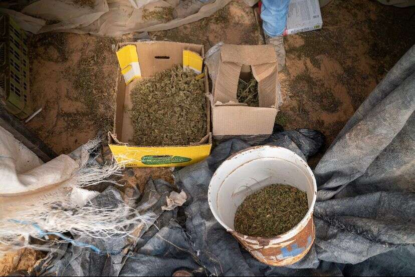 שריפת חממות לגידול סמים בנגב על ידי"צה"ל. | דו"צ