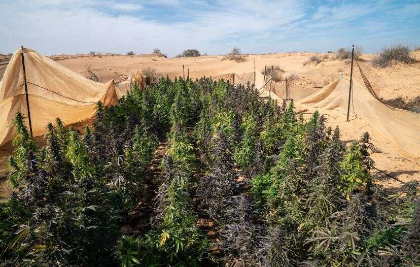 חממות סמים סנגב שהושמדו על ידי צה"ל. | דו"צ