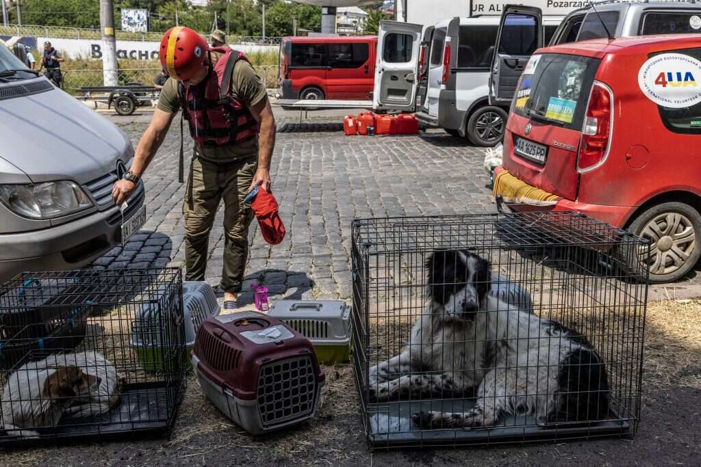 כלבים שהוצלו מההצפה בחרסון. | היידי לוין עבור וושינגטון פוסט