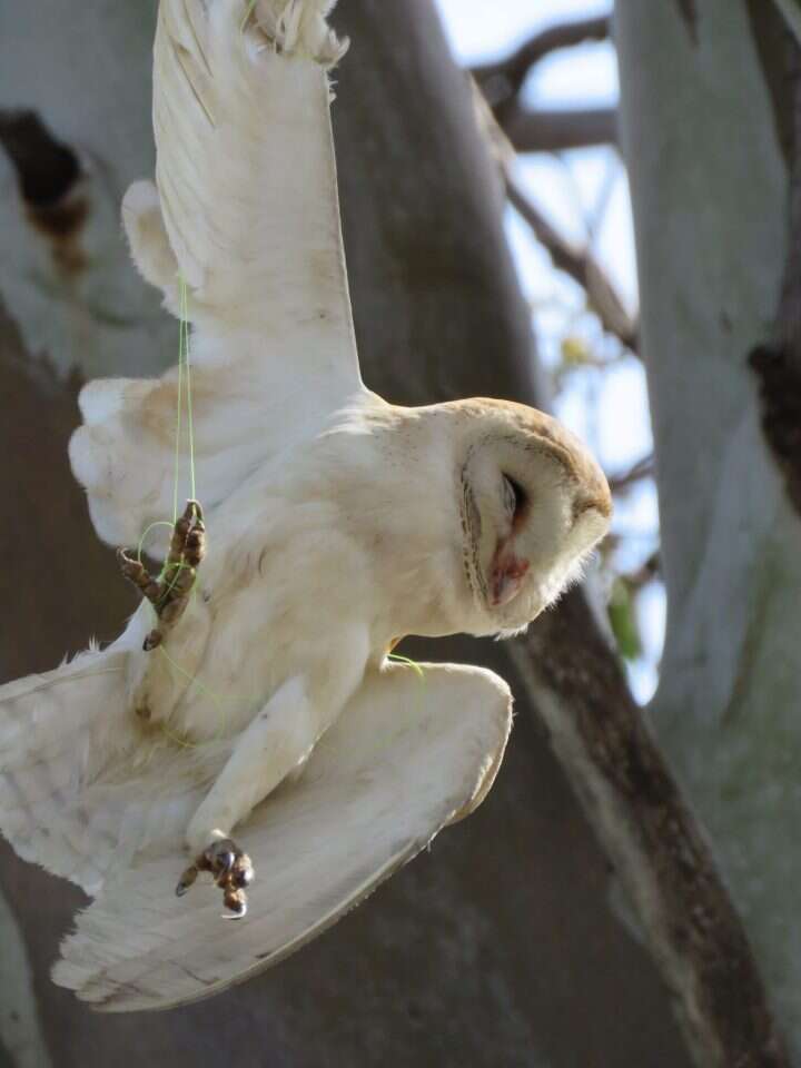 התנשמת שחולצה. | עמית פרנקו, רשות הטבע והגנים
