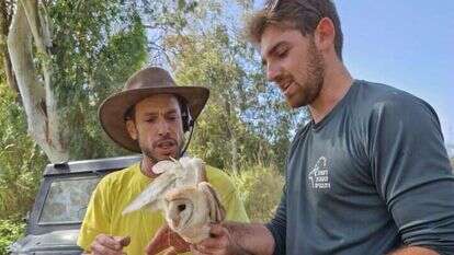 הפקחים והתנשמת. | עמית פרנקו, רשות הטבע והגנים