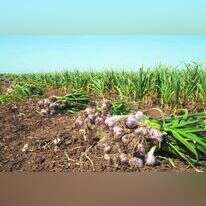 הרפורמה דווקא הוזילה. שדות שום. | שאטרסטוק הרפורמה דווקא הוזילה. שדות שום. | שאטרסטוק