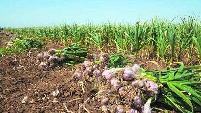 הרפורמה דווקא הוזילה. שדות שום. | שאטרסטוק