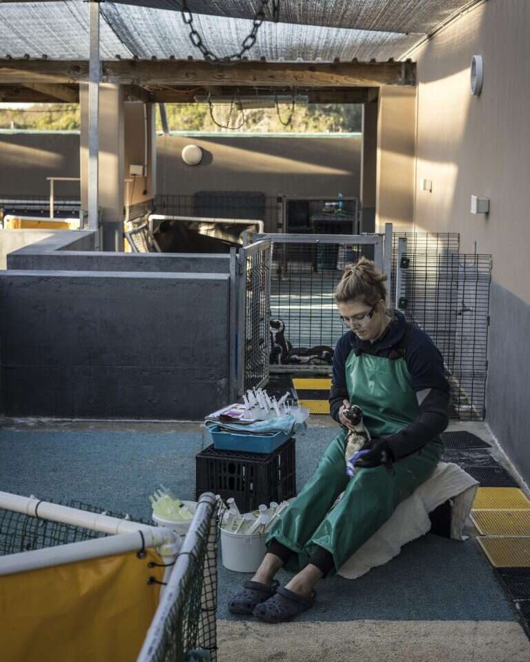 ואן דר־מרווה אוחזת בפינגווין במרפאה. | איי.אף.פי