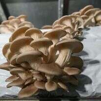 פטריות. | אייל מרגולין, ג'יני