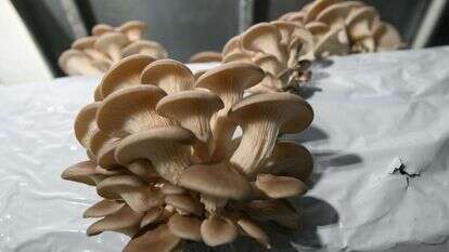 פטריות. | אייל מרגולין, ג'יני