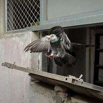 יונת דואר בשירות המשטרה ההודית. | רויטרס