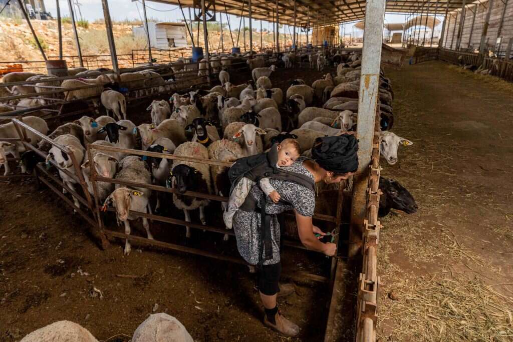 "נכון שכל האמהות עסוקות, אבל הגעתי למצב שאין לי זמן לקנות נעליים כבר שנתיים". שרה רפפורט בדיר בחוות נוף־אב"י. | נעמה שטרן "נכון שכל האמהות עסוקות, אבל הגעתי למצב שאין לי זמן לקנות נעליים כבר שנתיים". שרה רפפורט בדיר בחוות נוף־אב"י. | נעמה שטרן