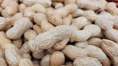 הבוטנים שפותחו במכון. | המכון הוולקני