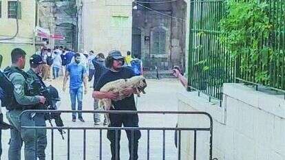 הטלה בשער השבטים, השבוע. | רשתות ערביות