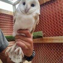 התנשמת שהוצלה. | זיו וידן רשות הטבע והגנים