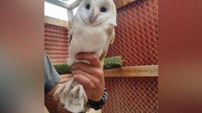 התנשמת שהוצלה. | זיו וידן רשות הטבע והגנים
