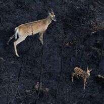 שריפות ענק בקנדה. | Handout Nova Scotia Government / AFP