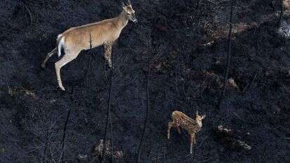 שריפות ענק בקנדה. | Handout Nova Scotia Government / AFP שריפות ענק בקנדה. | Handout Nova Scotia Government / AFP