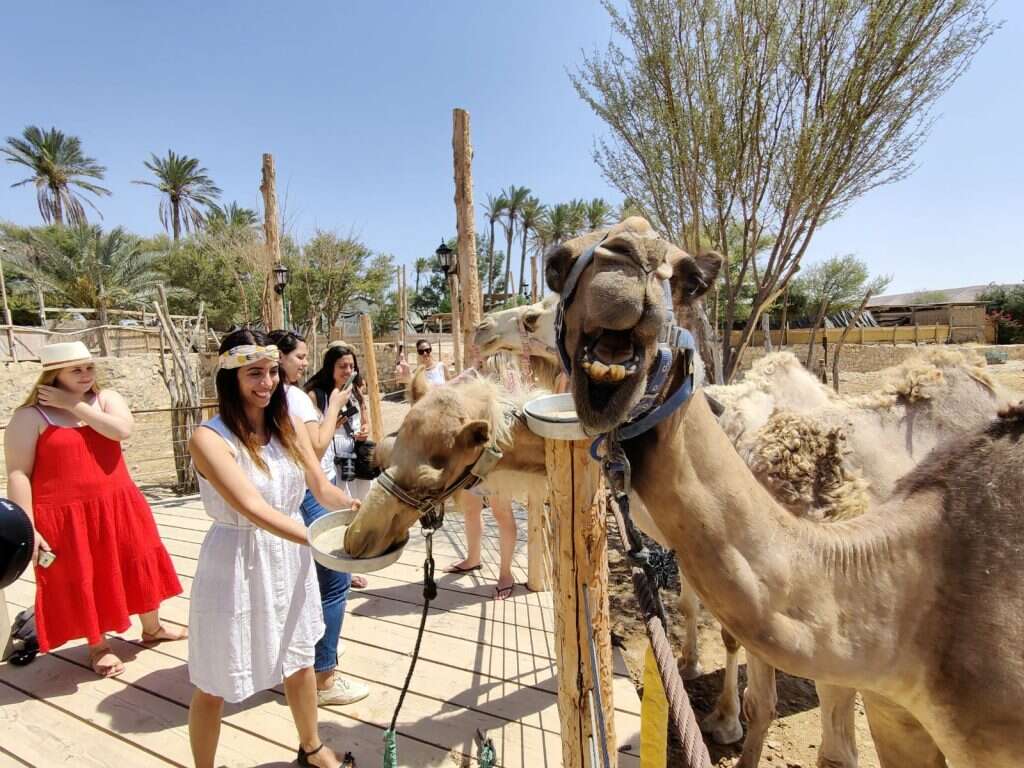 מתחם הגמלים. | באדיבות כפר הנוקדים