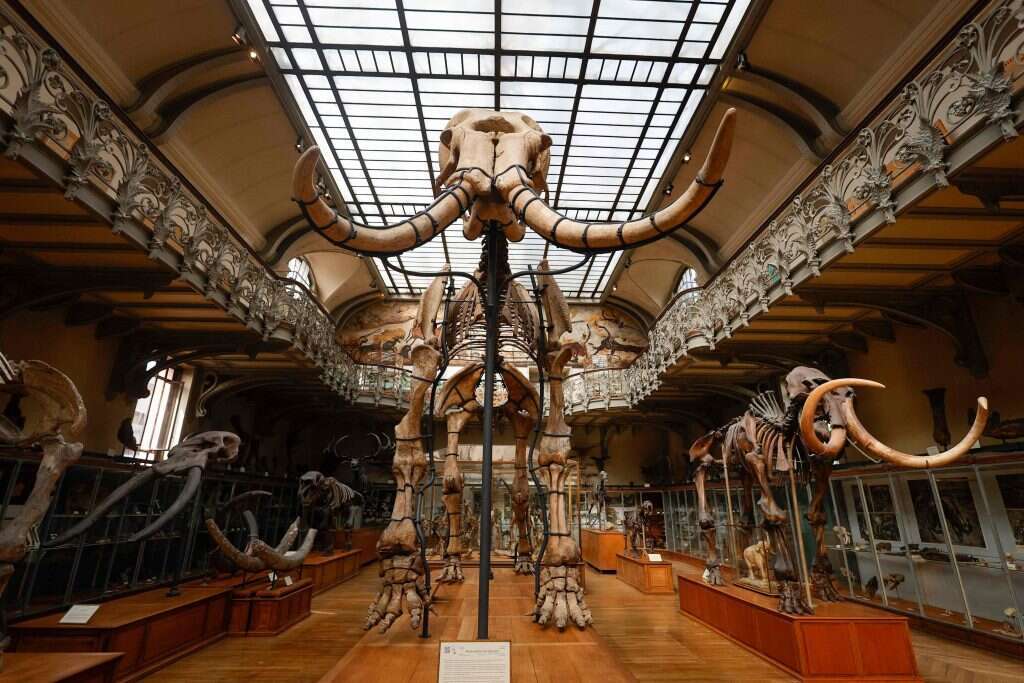 איי. אף. פי איי. אף. פי