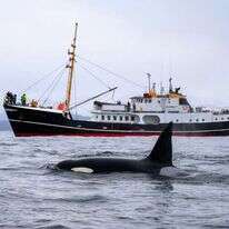 לווייתן קטלן. | שאטרסטוק