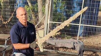 ניר דיסטלפלד מרשות העתיקות עם החרב. | רשות העתיקות