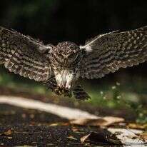 ינשוף מנוקד. | שאטרסטוק