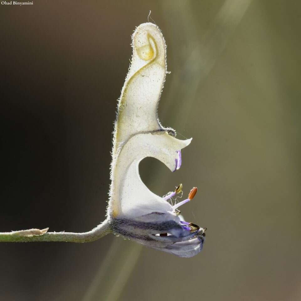 מיוחד, במבט מקרוב. בר־דורבן הסירה. | אוהד בנימיני