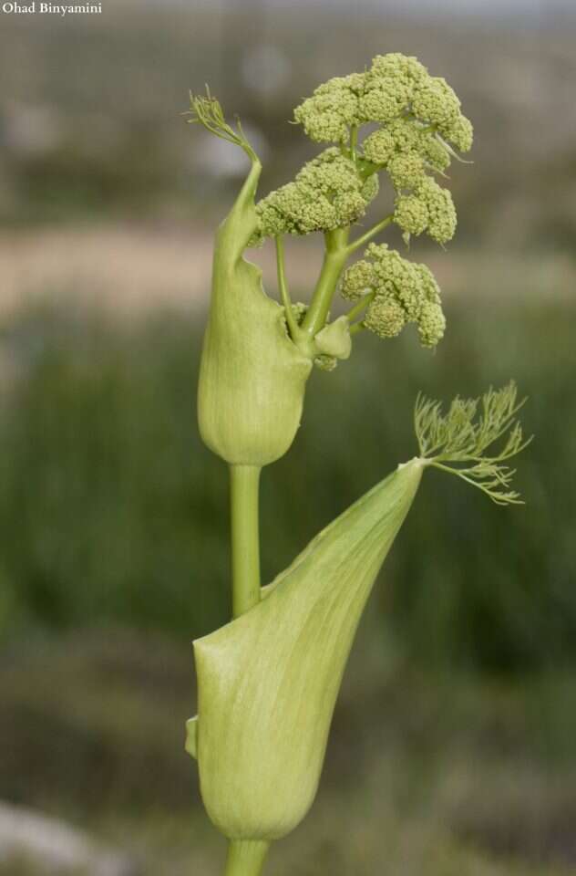 התגלה גם מחוץ לשומרון. כלך שומרוני. | אוהד בנימיני