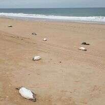 גופות הפינגווינים על החוף. | STRINGER / AFP