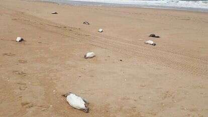 גופות הפינגווינים על החוף. | STRINGER / AFP גופות הפינגווינים על החוף. | STRINGER / AFP