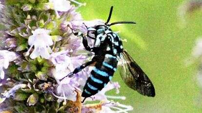 דבורה כחולה. | Japan News-Yomiuri