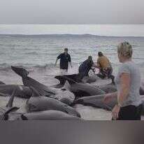 מתנדבים מחזירים את הלווייתנים למים. | AP