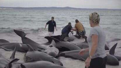 מתנדבים מחזירים את הלווייתנים למים. | AP