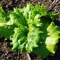 חסה. | שאטרסטוק