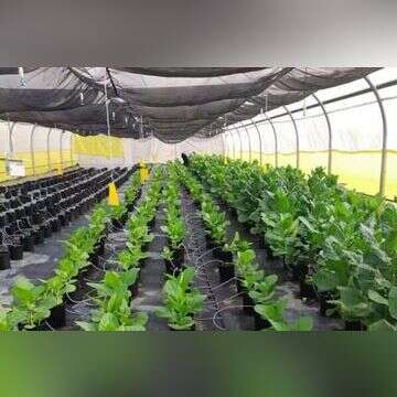 גידול חסה לפודטק. | פיגמנטום