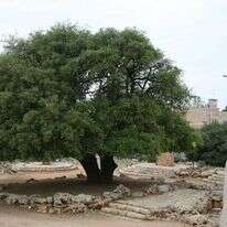 גרשון אלינסון/ פלאש90