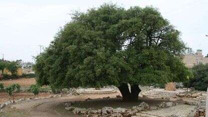 גרשון אלינסון/ פלאש90