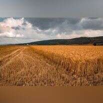 ענת הרמוני/ פלאש90