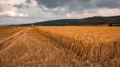 ענת הרמוני/ פלאש90