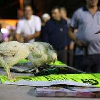 שאטרסטוק שאטרסטוק