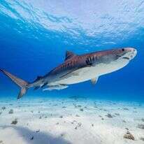 כוכב הלכת המופלא. באדיבות נטפליקס כוכב הלכת המופלא. באדיבות נטפליקס