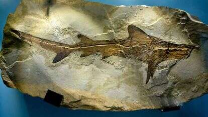 מאובן, אילוסטרציה. | Moshe Shai/Flash90