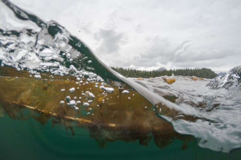 אצות בול שצומחות באזור מחקר של נייטיב קונסרבנסי במצרי הנסיך ויליאם. | סלוואן ג'ורג'ס, הוושינגטון פוסט