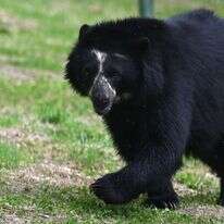 דוב שחור. | Raul ARBOLEDA AFP