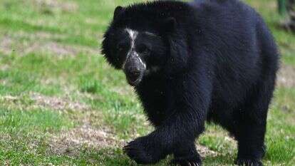 דוב שחור. | Raul ARBOLEDA AFP