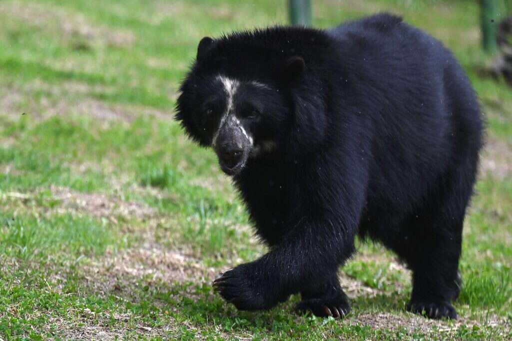 דוב שחור. | Raul ARBOLEDA AFP