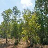 לירון מולדבן