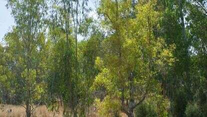 לירון מולדבן