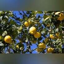 משה שי/פלאש 90