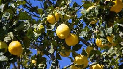 משה שי/פלאש 90